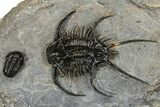 Spiny Ceratarges Trilobite With Gerastos - Zireg, Morocco #363016-2